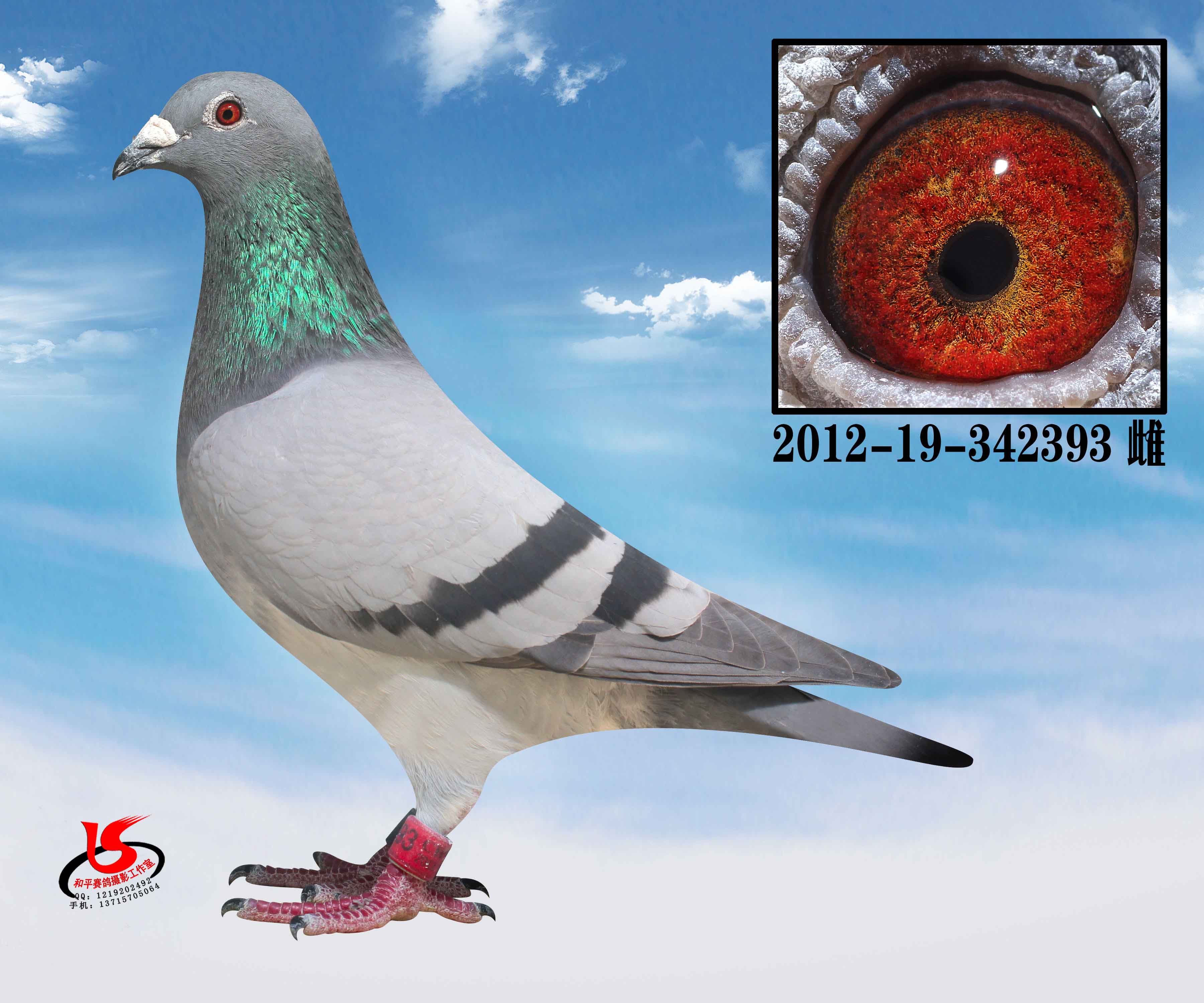 com爱鸽商城_中国信鸽信息网