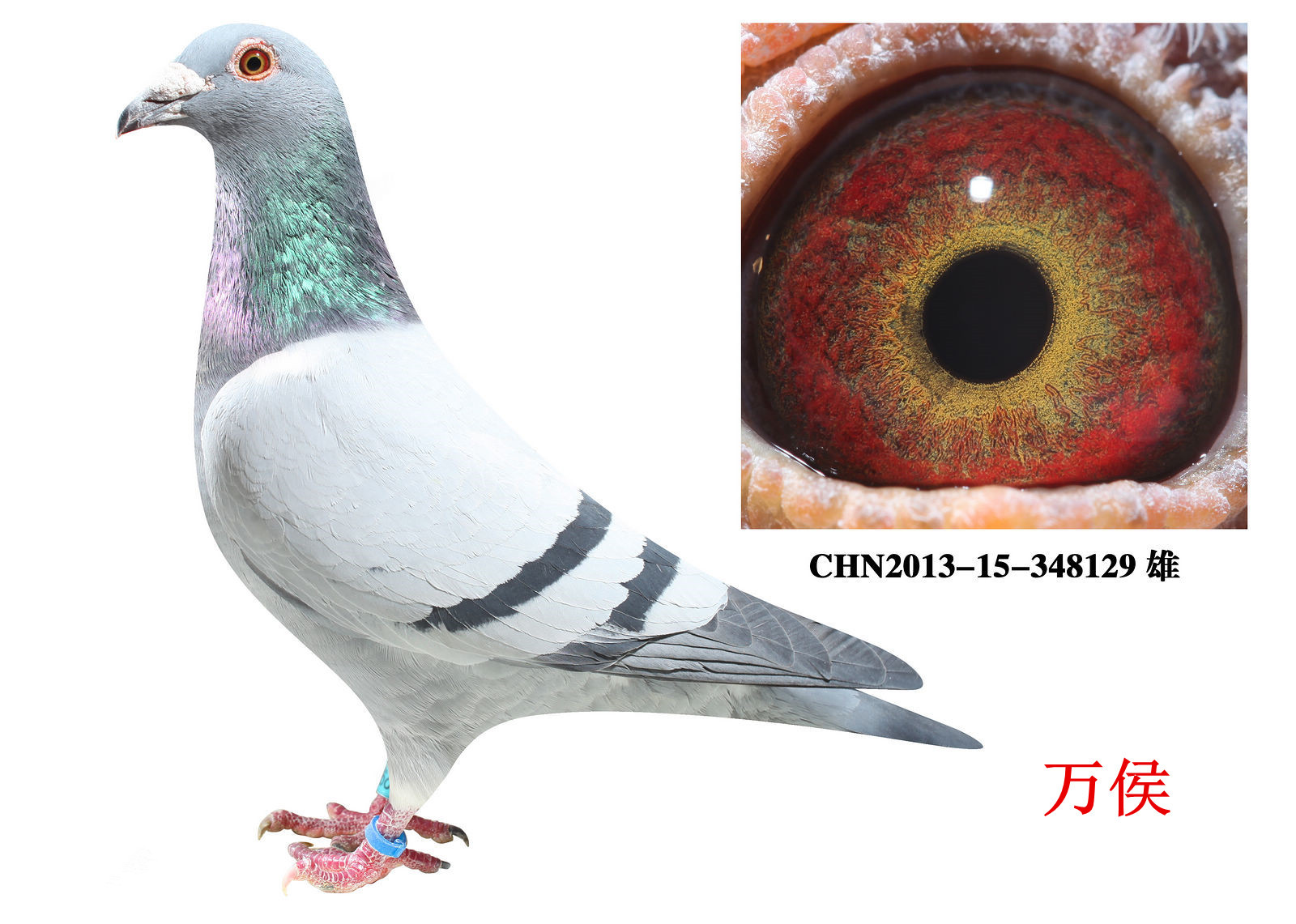 万侯(已售辽宁沈阳)