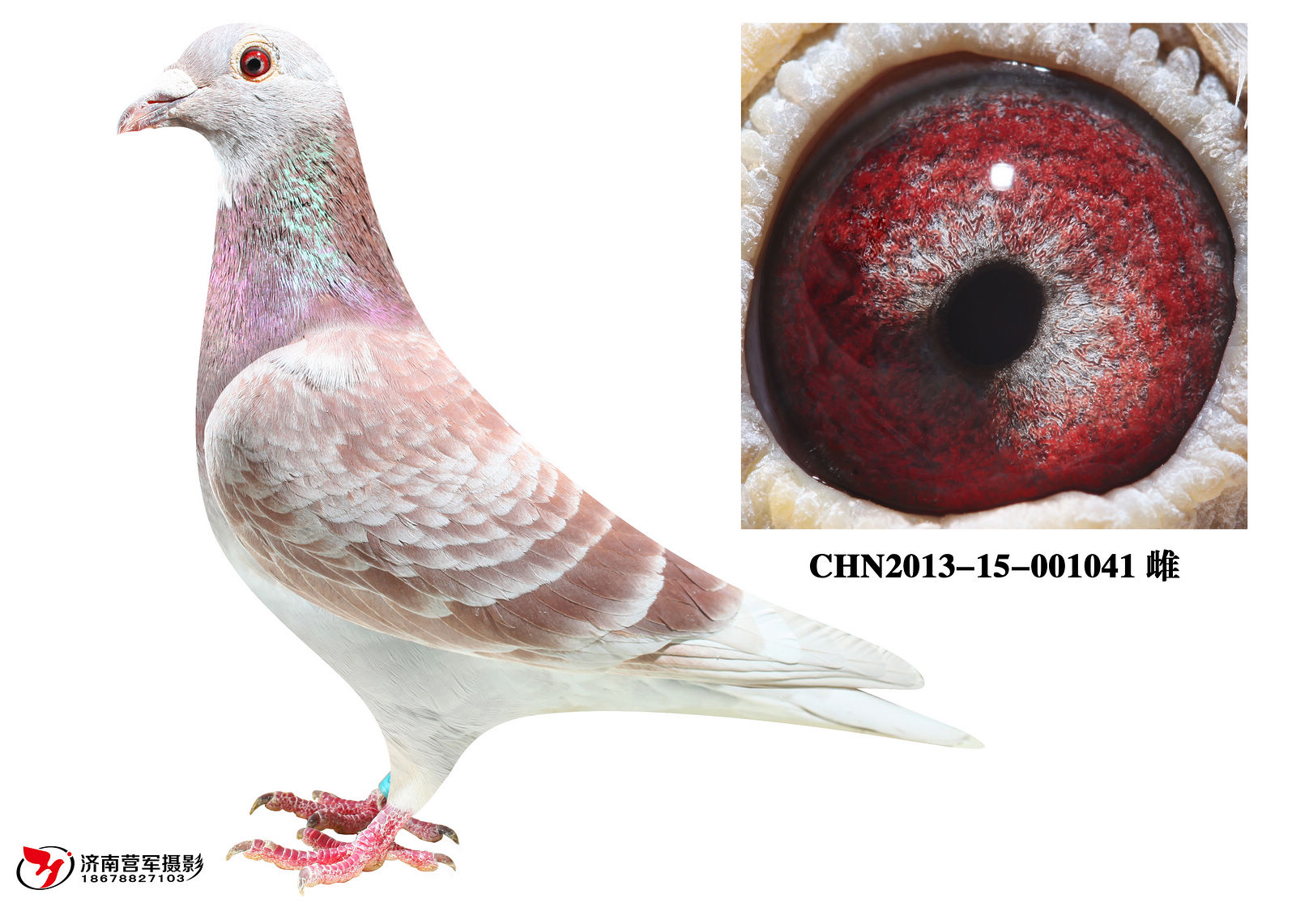 范德佛拉斯黄金雌直孙女(已售)