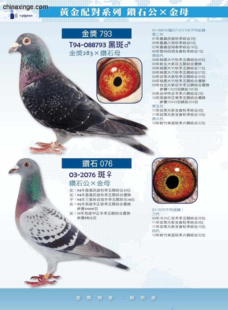 赖铭沧.铬鸽欣赏_七台河东森_ ag188.com爱鸽商城_中国信鸽信息网