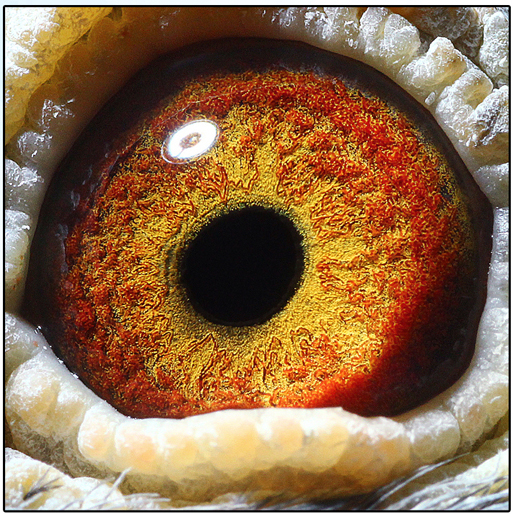 鸽眼【鸽眼放大】