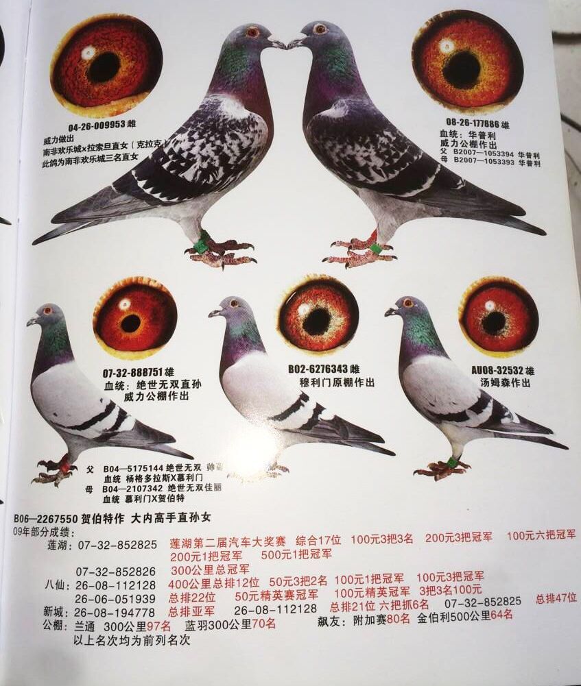 公棚4名124(浙江鸽友抢购)