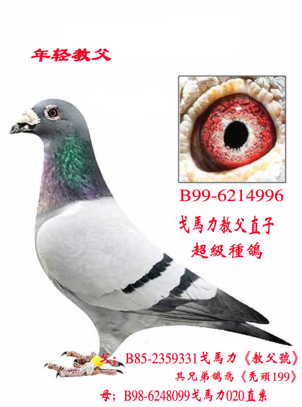 戈马力教父毛腿直孙