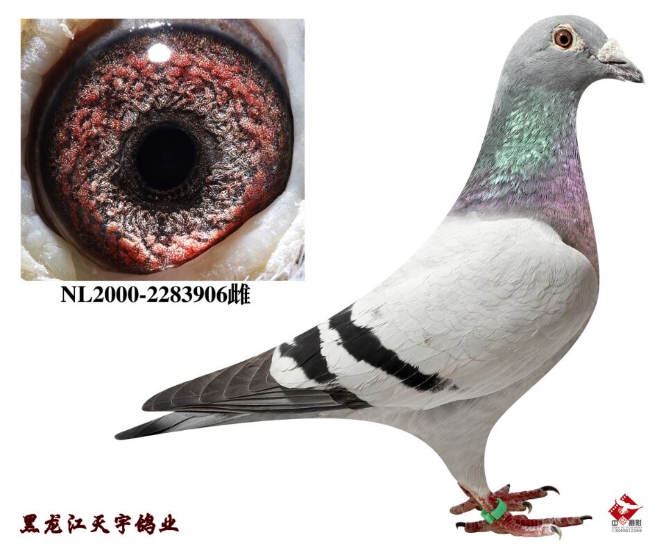 克拉克原舍种鸽613直孙女