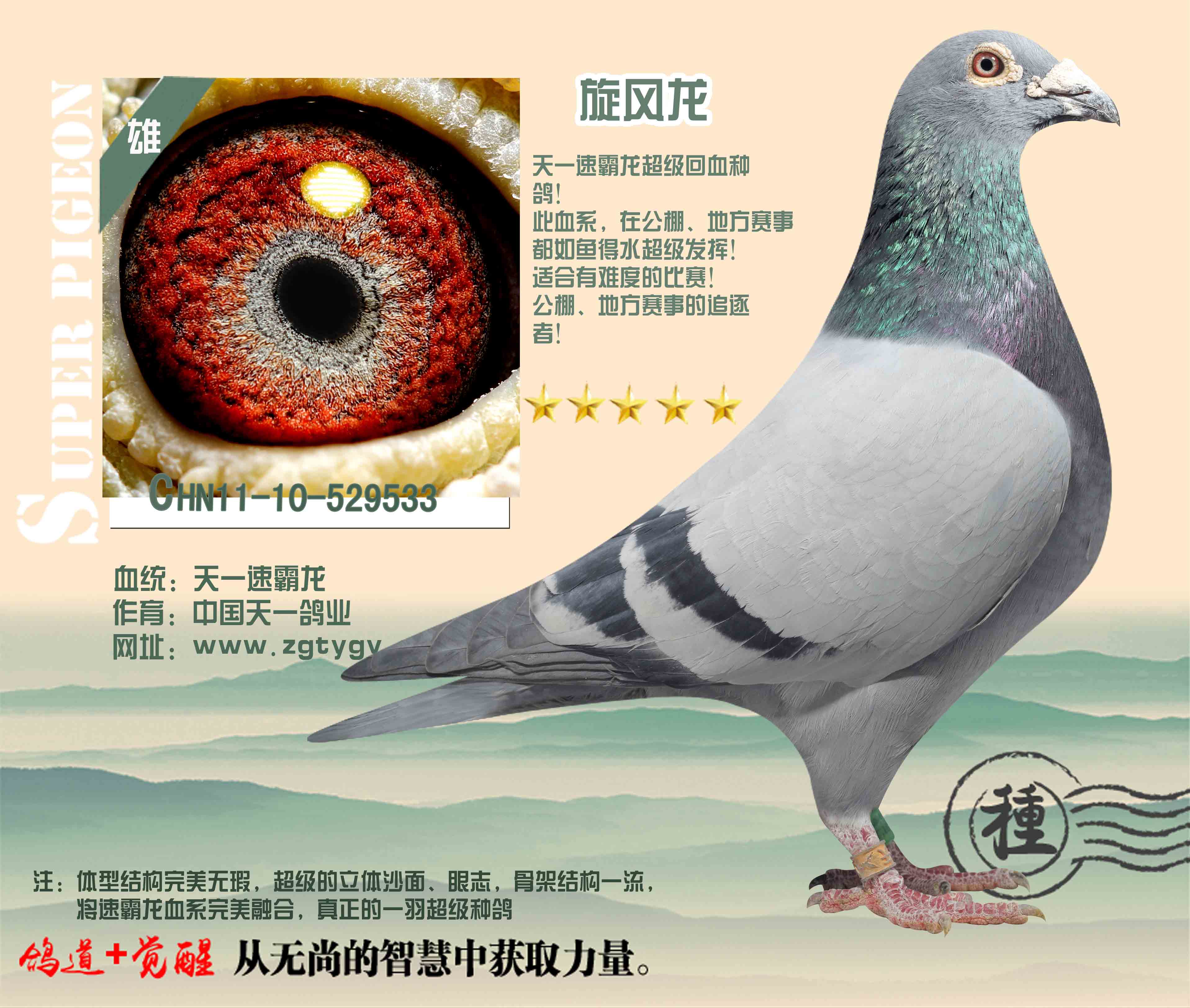 旋风龙 - 济南同心赛鸽