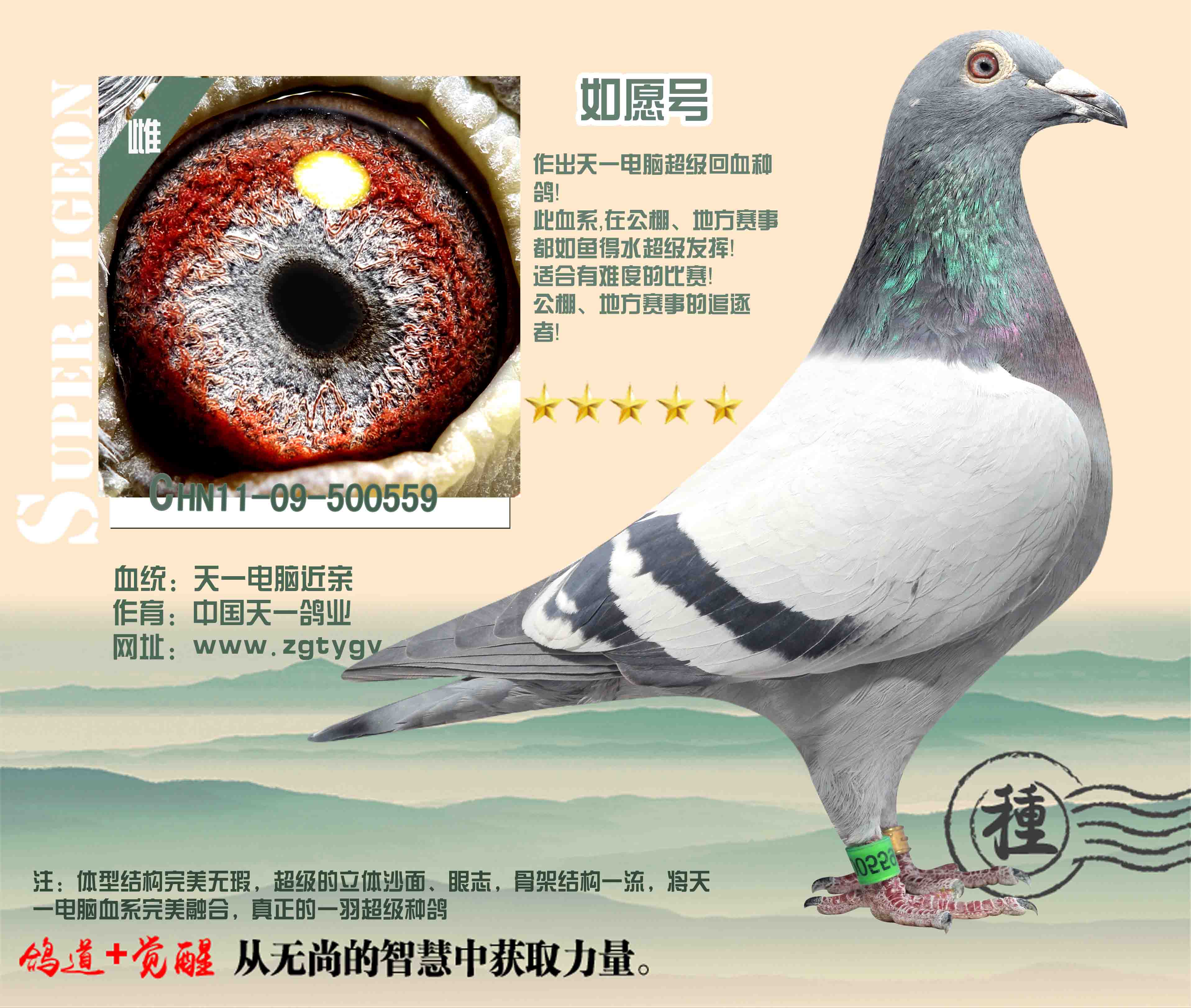 qq 鸽友圈 相关图片   信鸽特征                  编 号: 339222