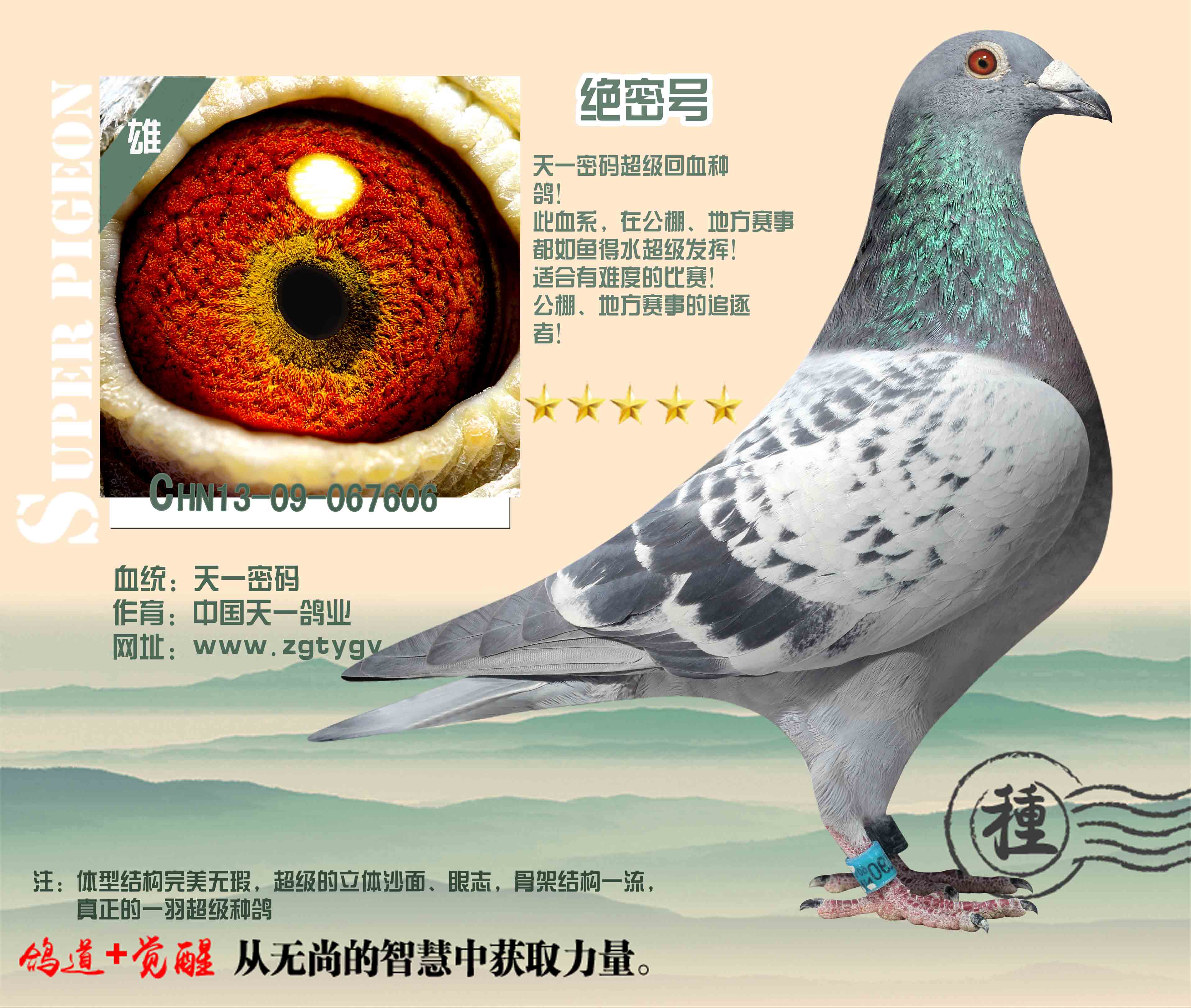 绝密雄_济南同心赛鸽-中信网爱鸽商城