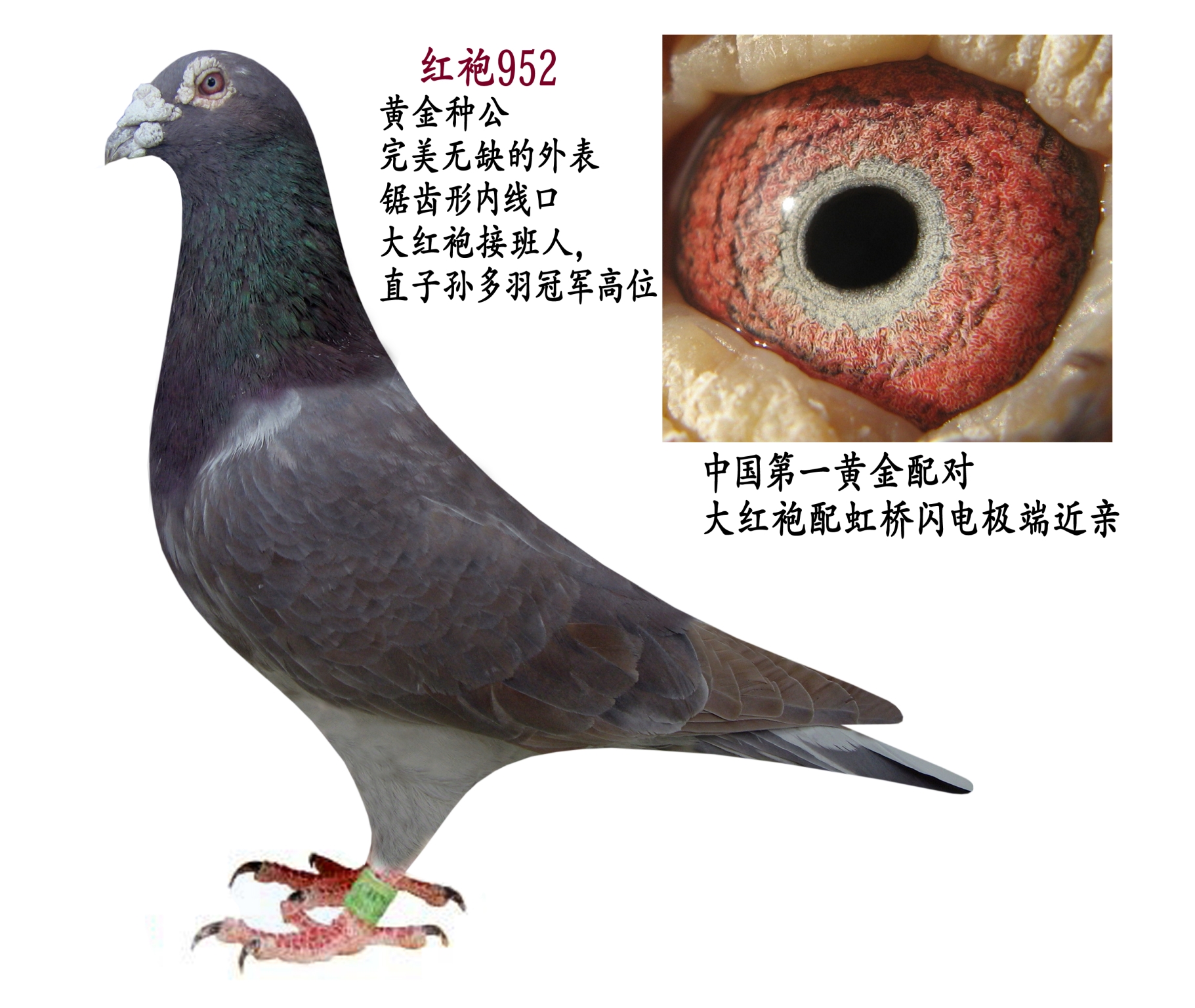 祖父母信鸽特征编 号:365885鸽 名:羽 色:大红袍眼 砂:砂眼收 藏:点击