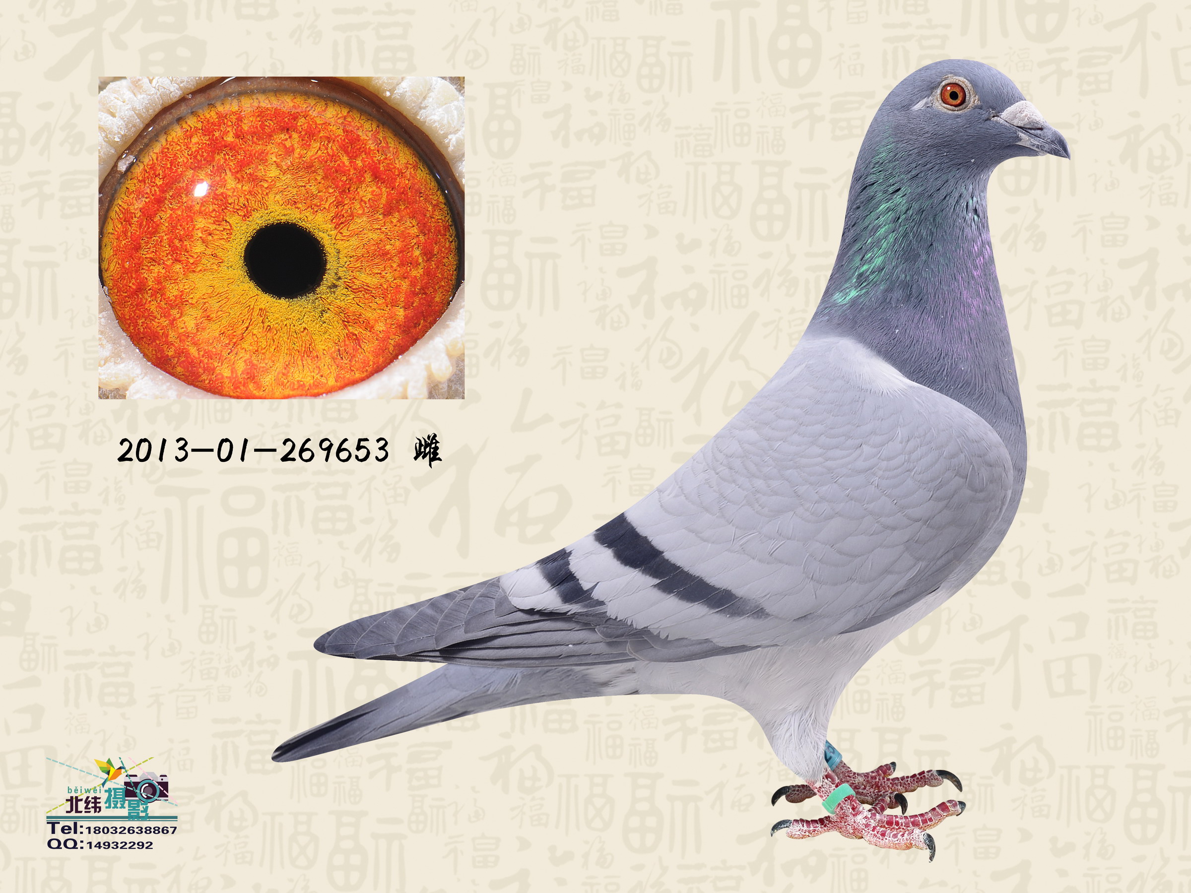 信鸽特征编 号:366229鸽 名:羽 色:灰眼 砂:黄眼收 藏:点击收藏环 号