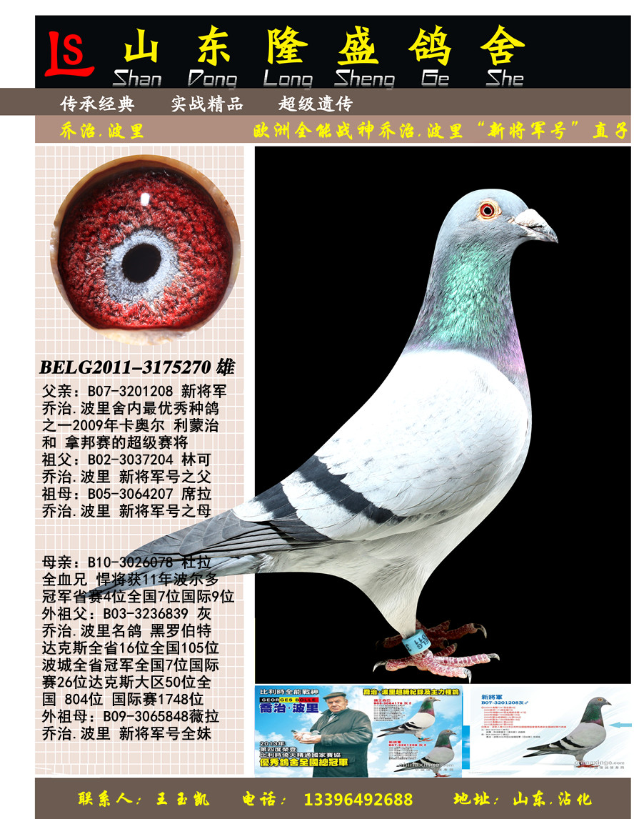 新将军直子已售_隆盛鸽舍_ag188.com爱鸽商城_中国信鸽信息网