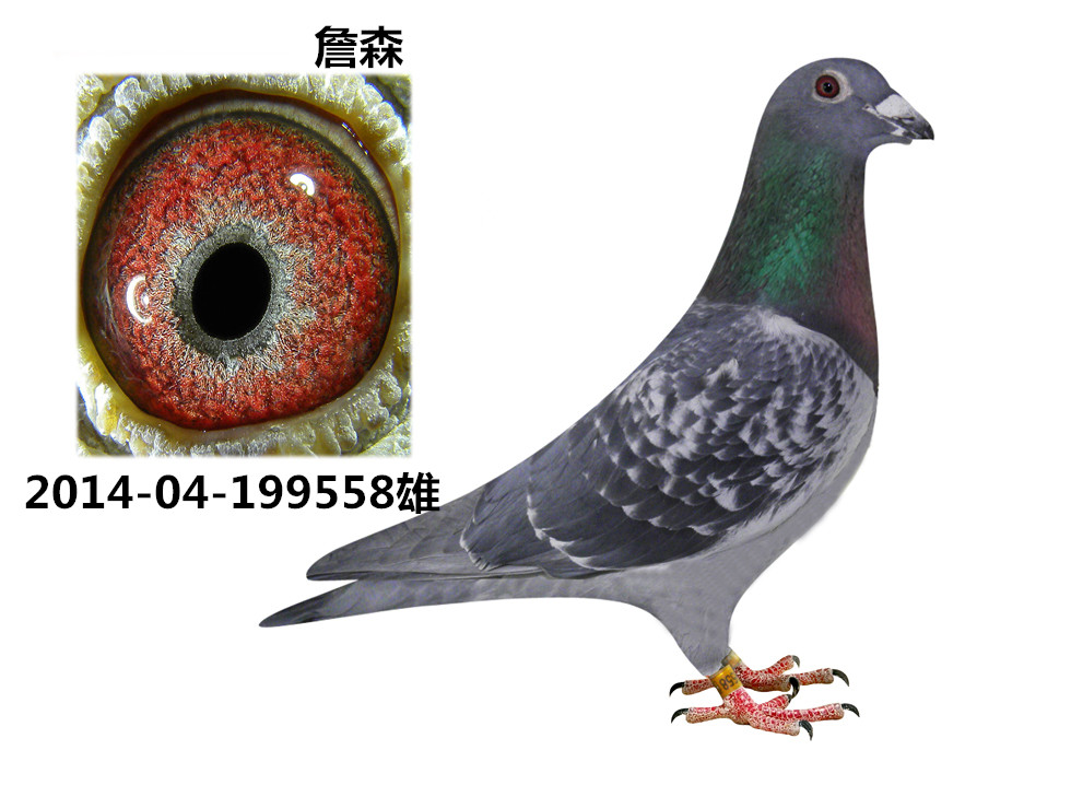 詹森_盛发鸽业_ ag188.com爱鸽商城_中国信鸽信息网