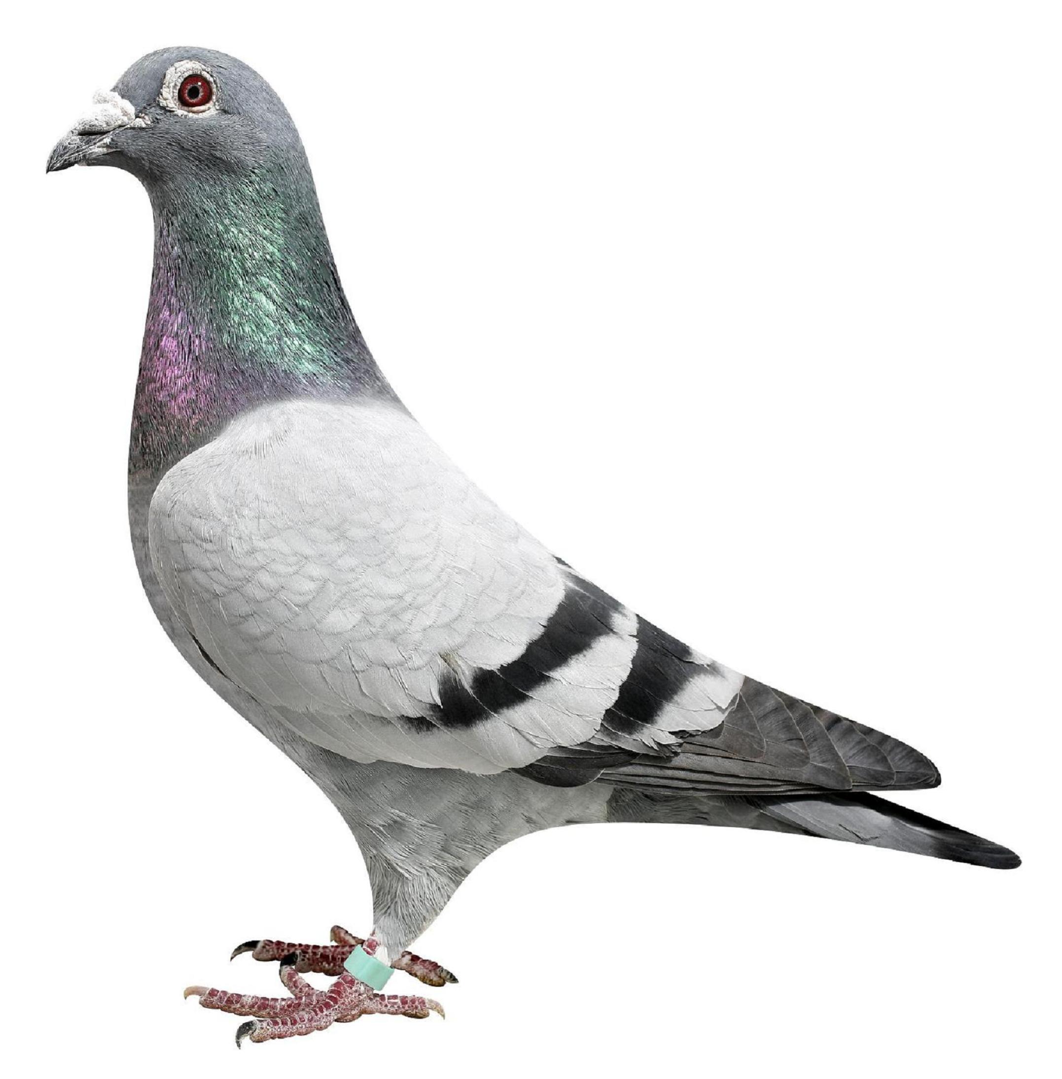 武器号直子灰色火箭