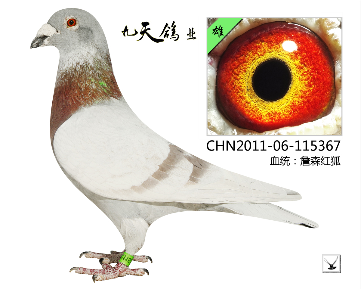 com愛鴿商城_中國信鴿信息網