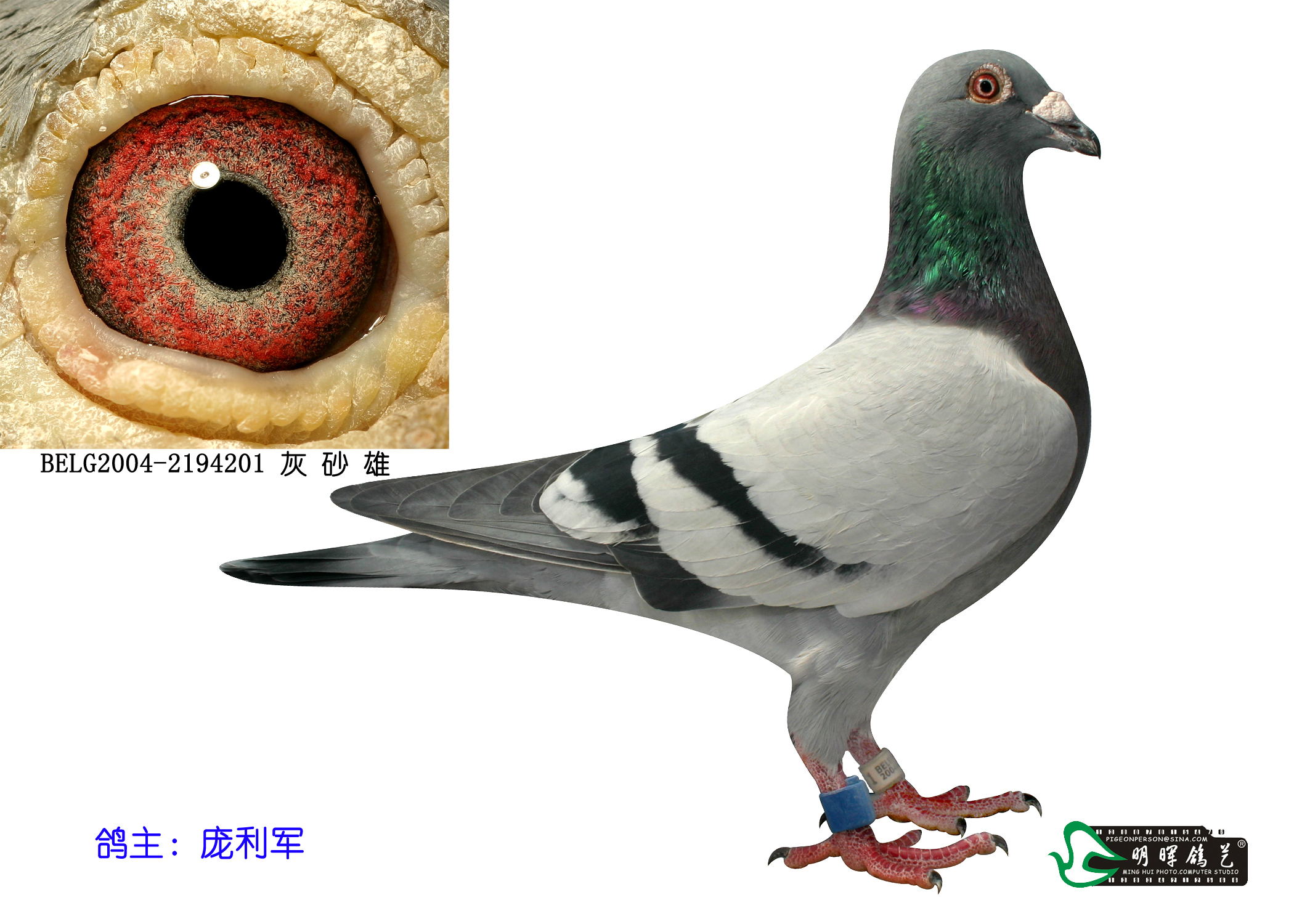 秃头一号