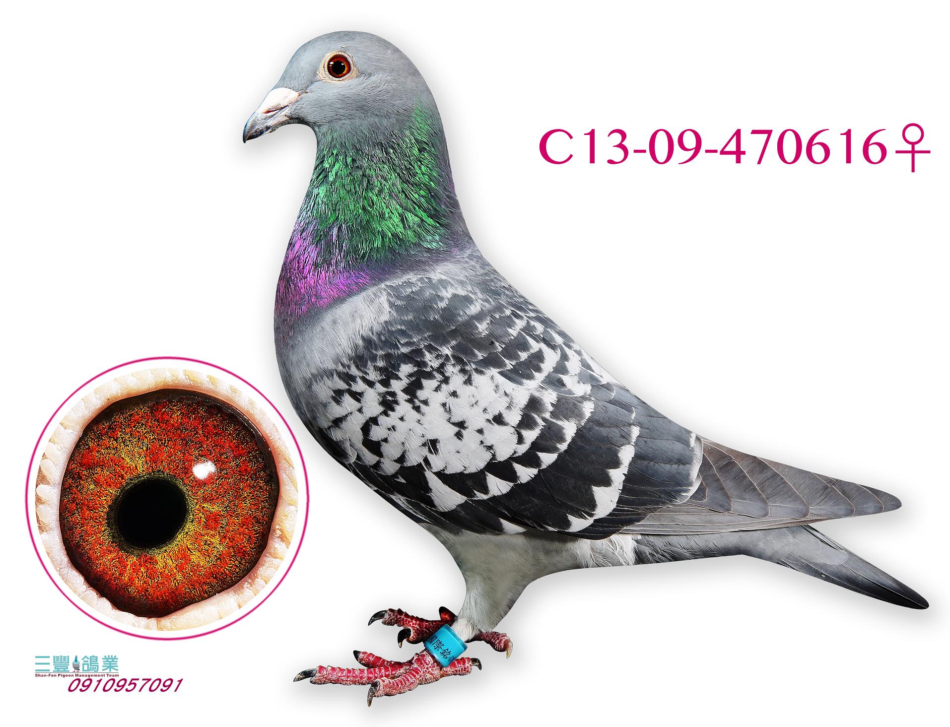 克拉克大铭鸽【斗士613】曾孙616