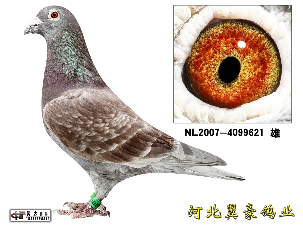 鲁道,克拉森-银22直子(已转让)