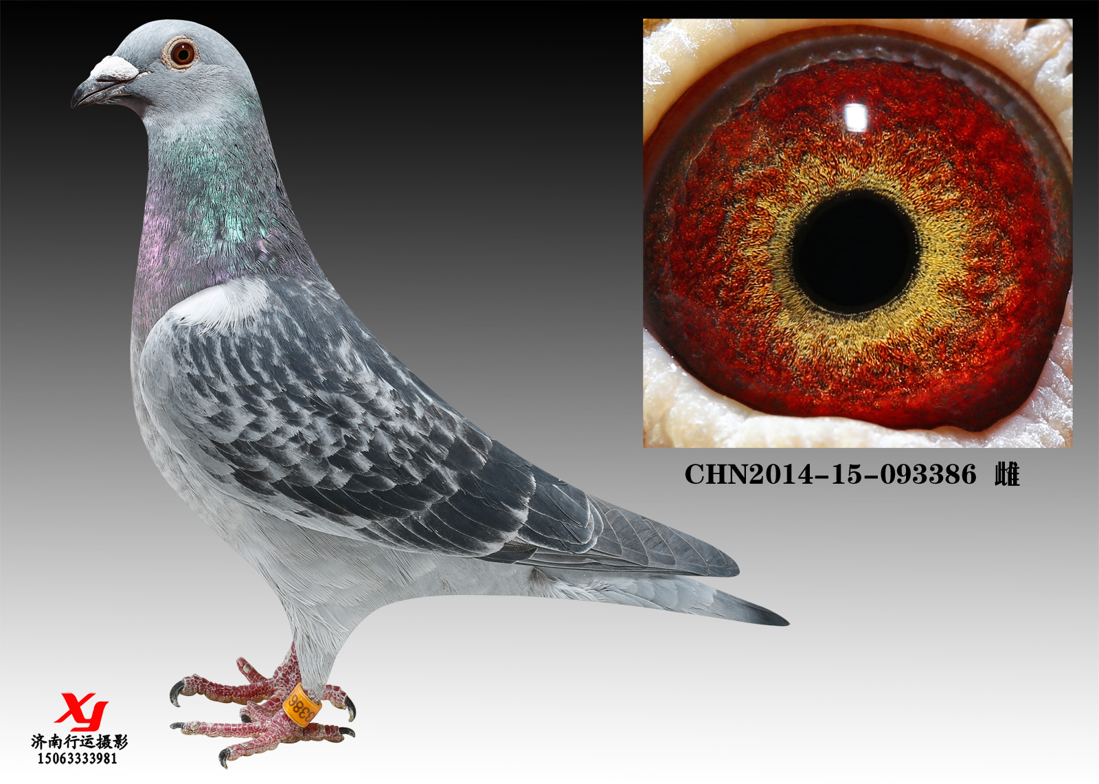 七星勇士直孙女_家琪鸽舍_ ag188.com爱鸽商城_中国信鸽信息网