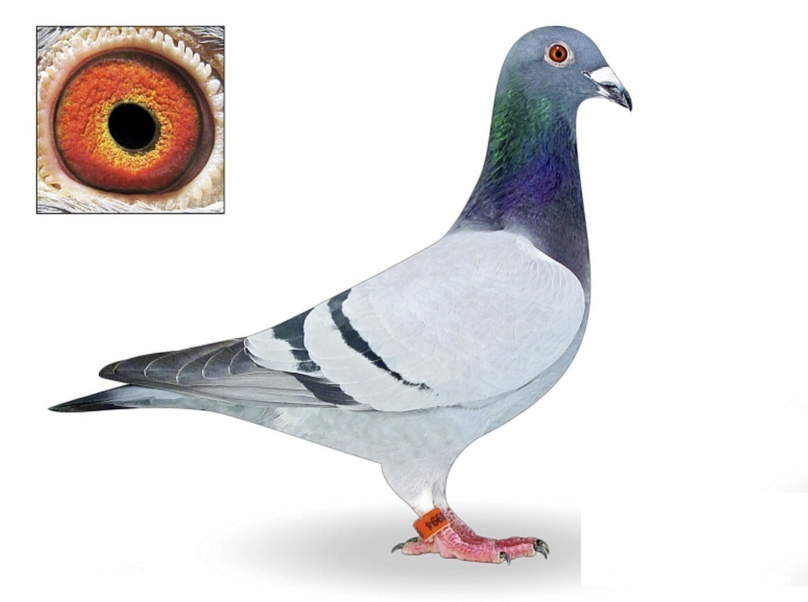 鲁迪直子994_一羽赛鸽_ag188.com爱鸽商城_中国信鸽信息网