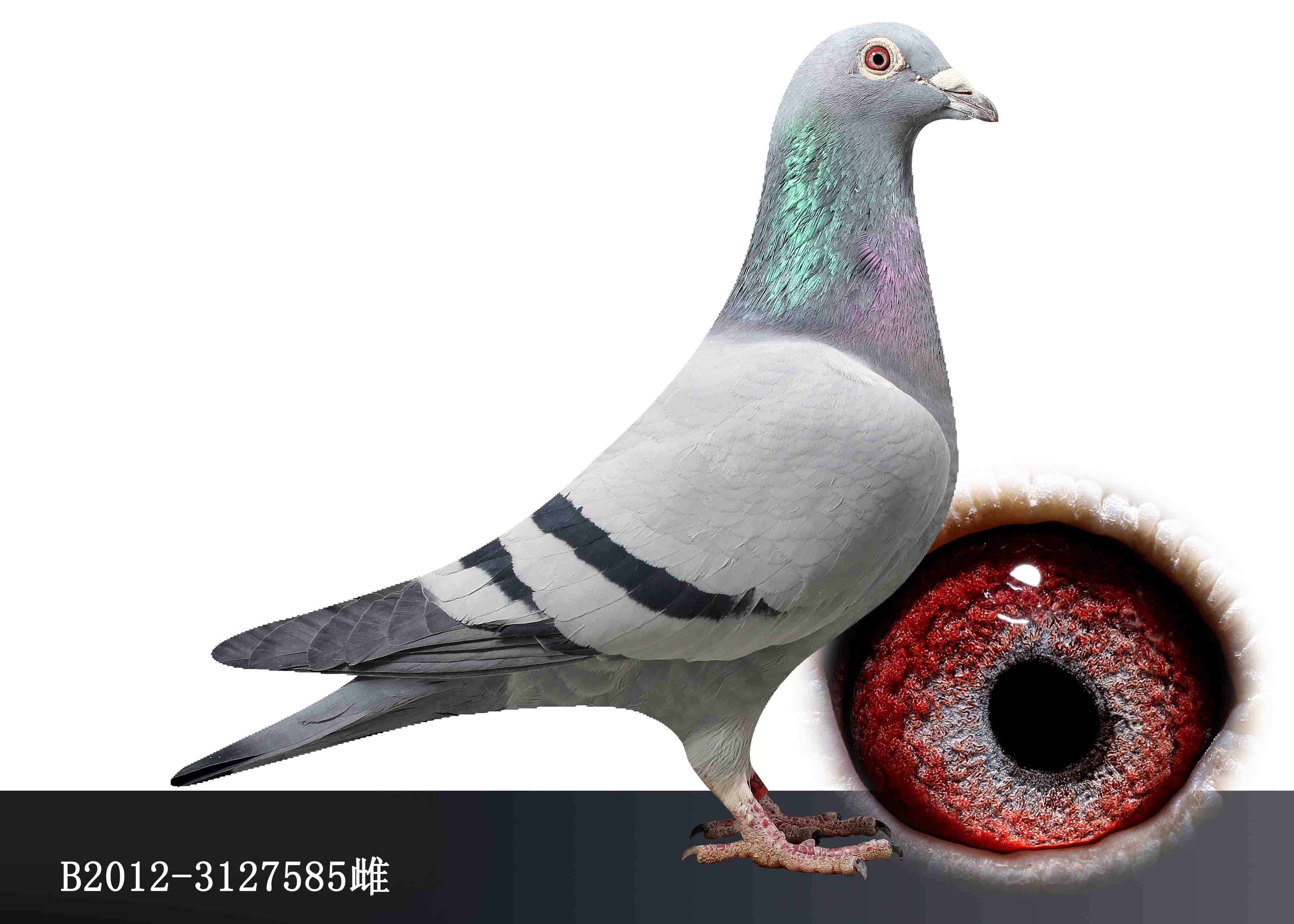 编 号: 370124                鸽 名: 7585