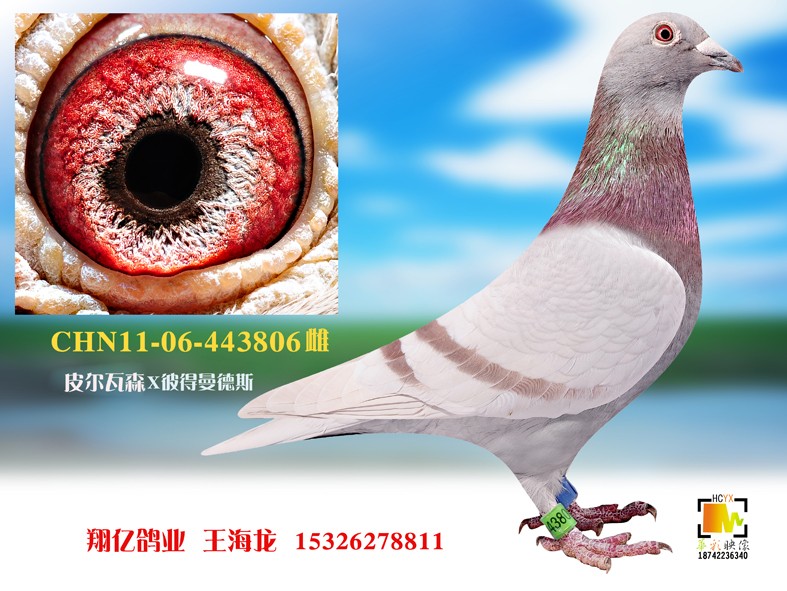 彼得曼德斯_翔亿鸽业_ag188.com爱鸽商城_中国信鸽信息网