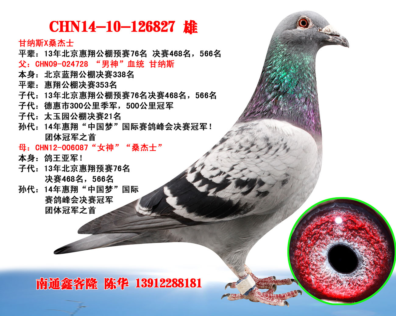 qq 鸽友圈 信鸽特征                  编 号: 370481