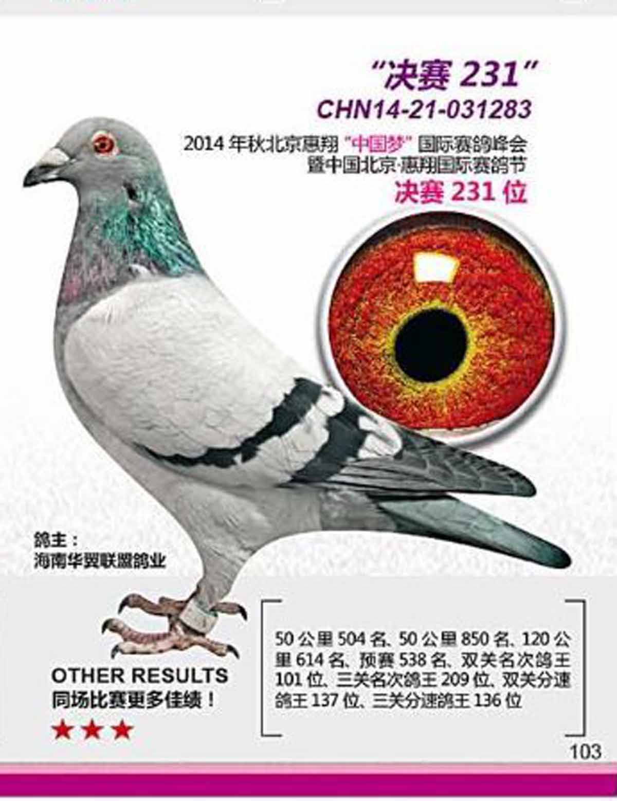 海南华翼鸽业种鸽图片