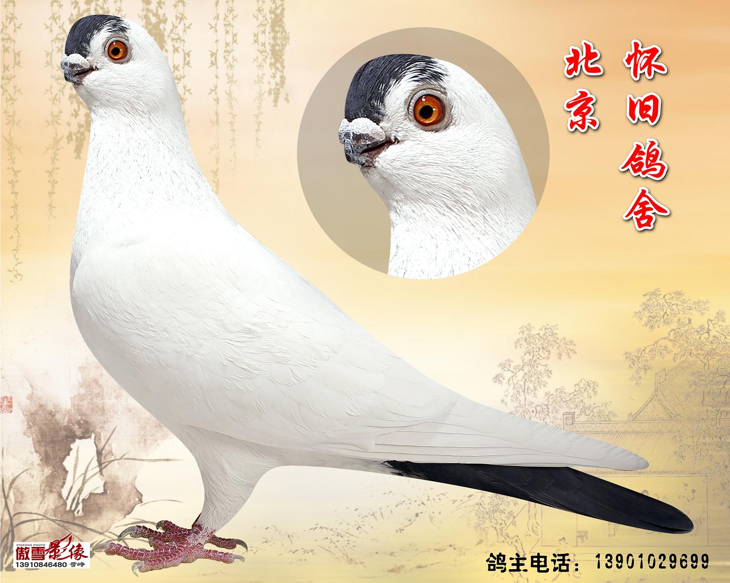 北京点子 观赏鸽