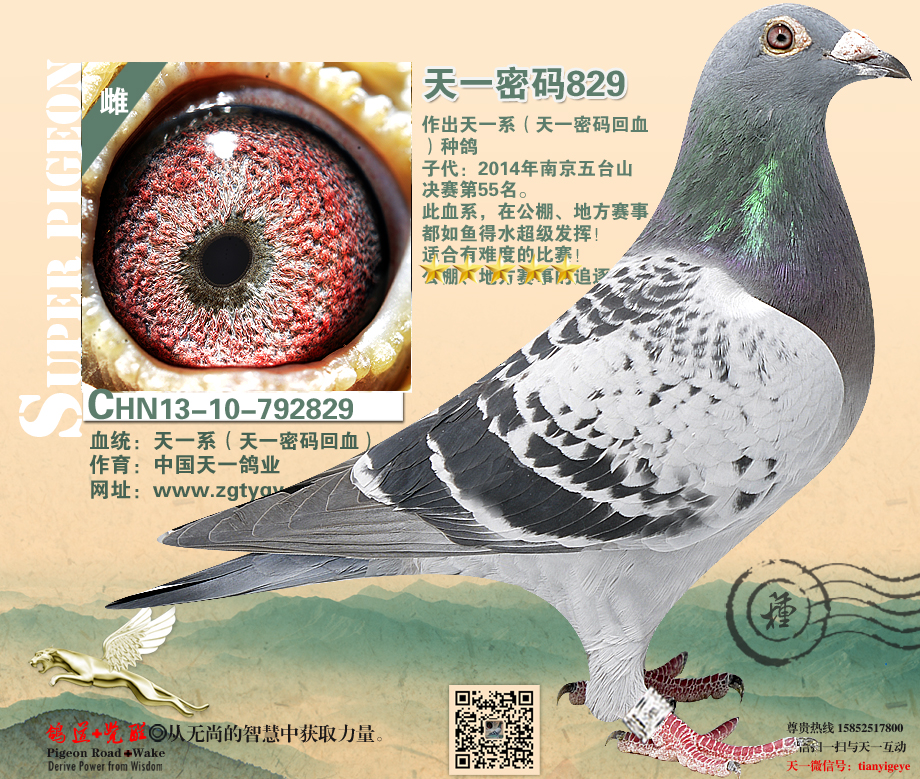 天一密码829_四川冠达鸽业-中信网爱鸽商城