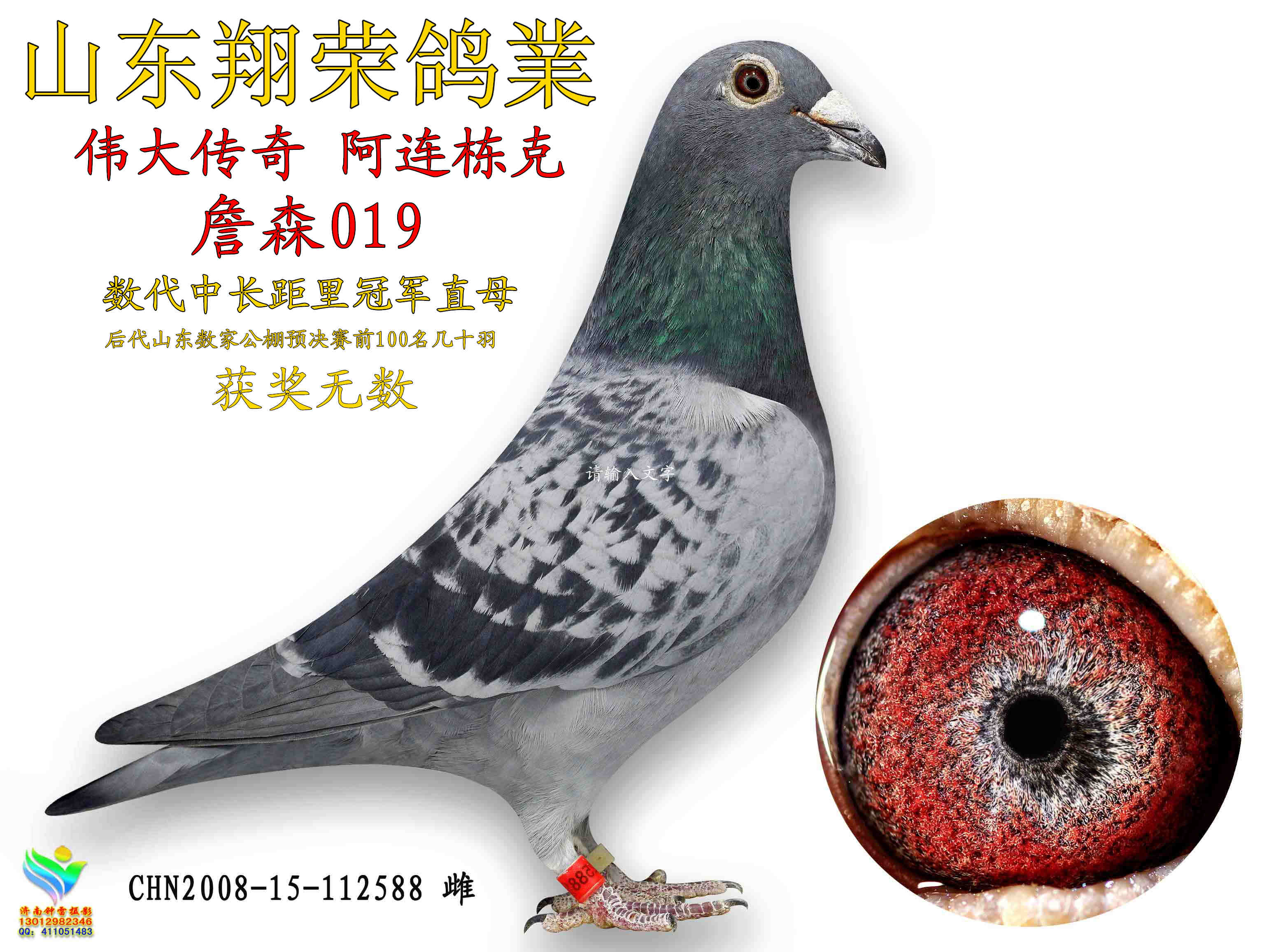 阿连栋克 詹森019_山东翔荣鸽业_ ag188.com爱鸽商城_中国信鸽信息网