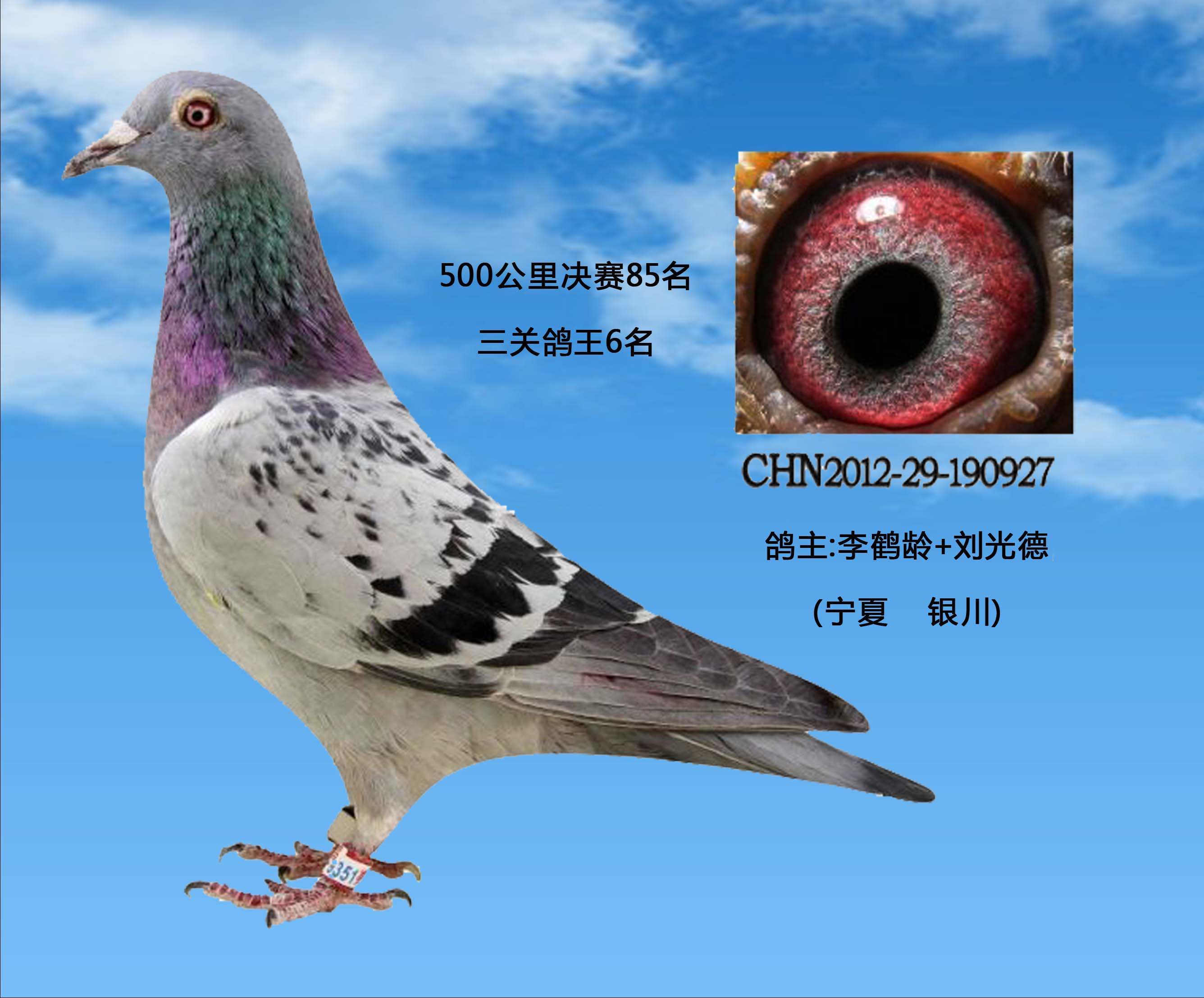 2012年灵武公棚三关鸽王6名决赛85名