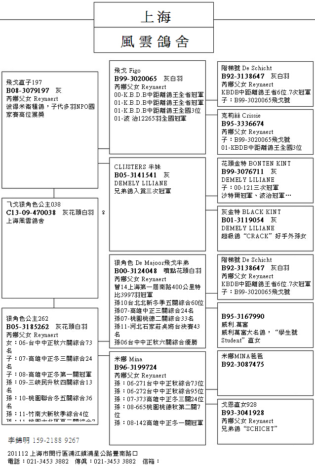 上海风云鸽舍飞戈血统图片