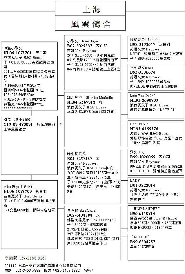 上海风云鸽舍飞戈血统图片