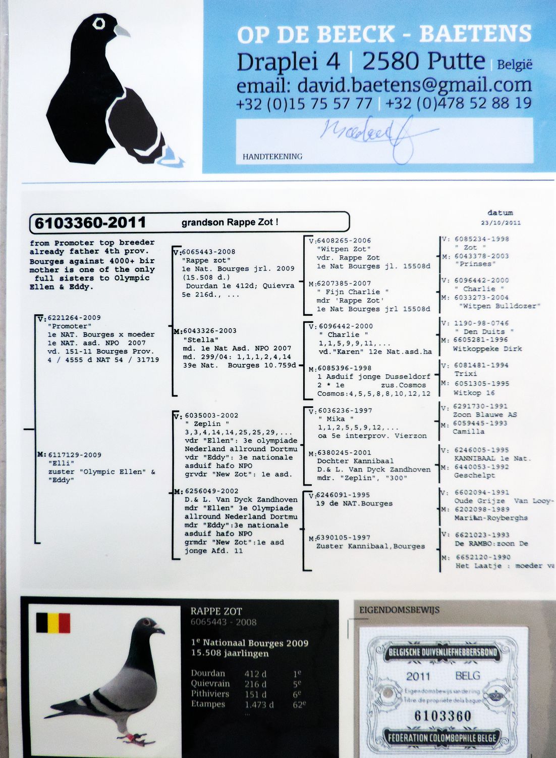 belg2011-6103360 雌-天津赵志丹-中信网爱鸽商城