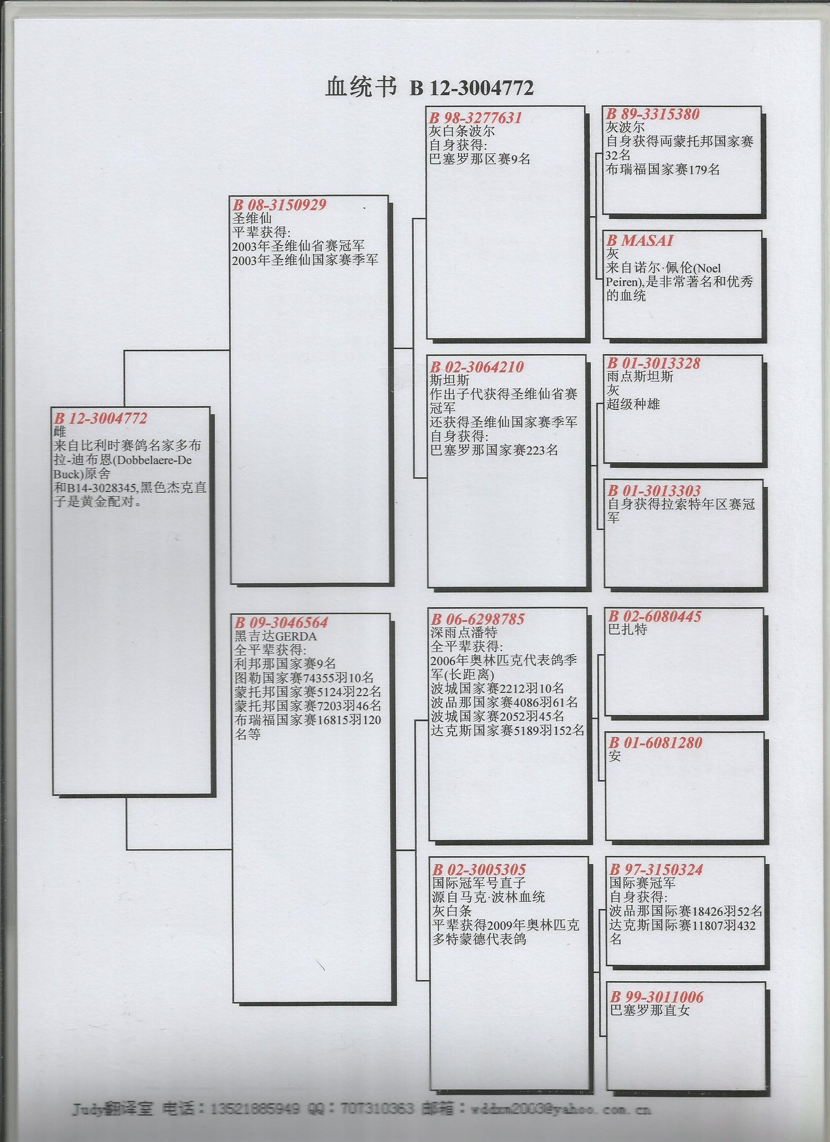 鸽子血统书制作样板图片