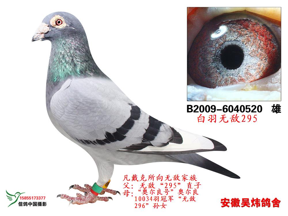 白羽无敌295