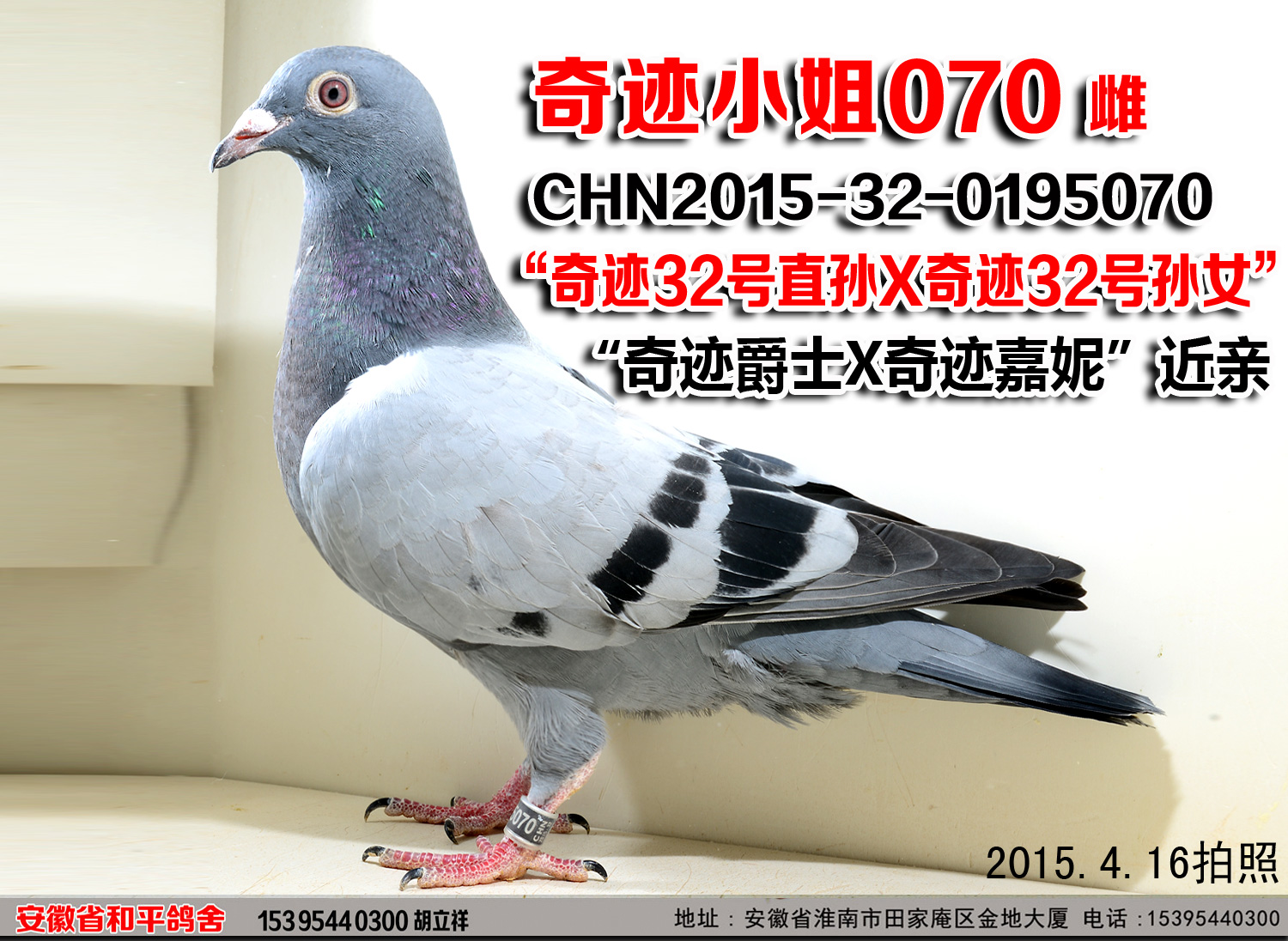 奇迹小姐070【林波尔奇迹32号】