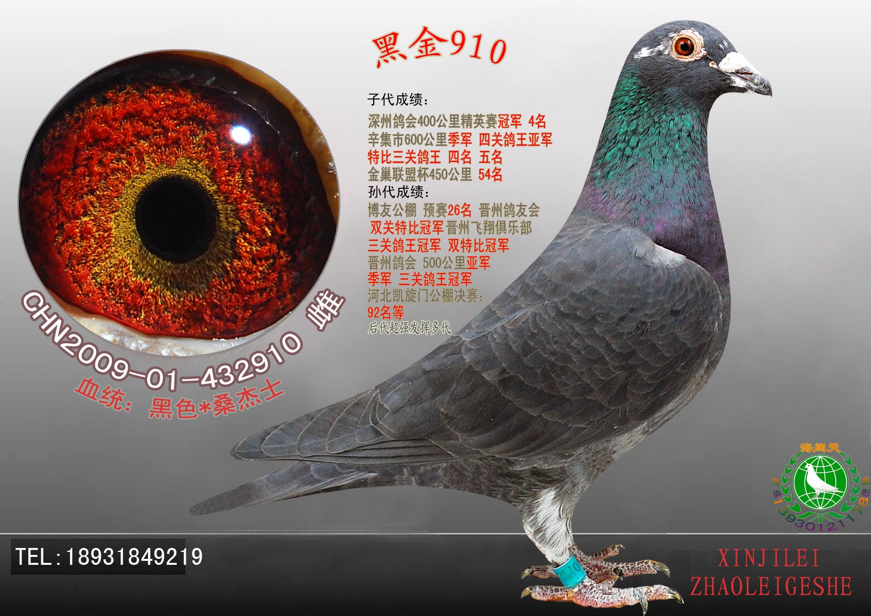 信鸽特征