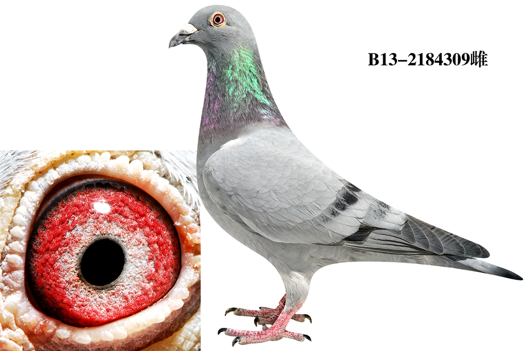 "吉伯特"直女309(吉伯特*其祖母)