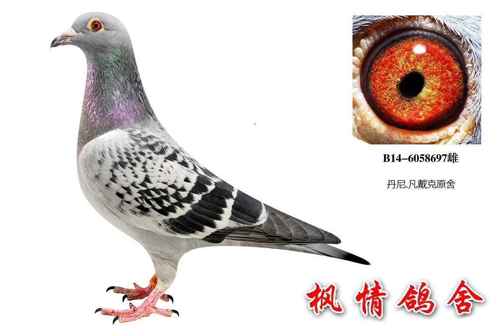 北京老炮鸽子照片图片