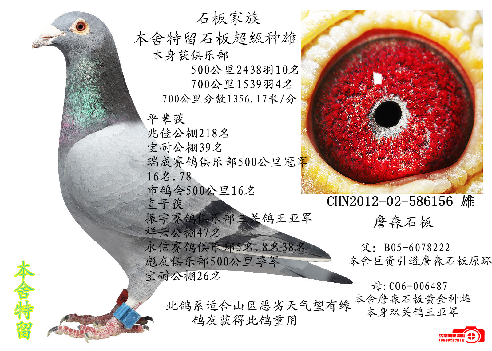 詹森石板_山东胜豪鸽业_ag188.com爱鸽商城_中国信鸽信息网