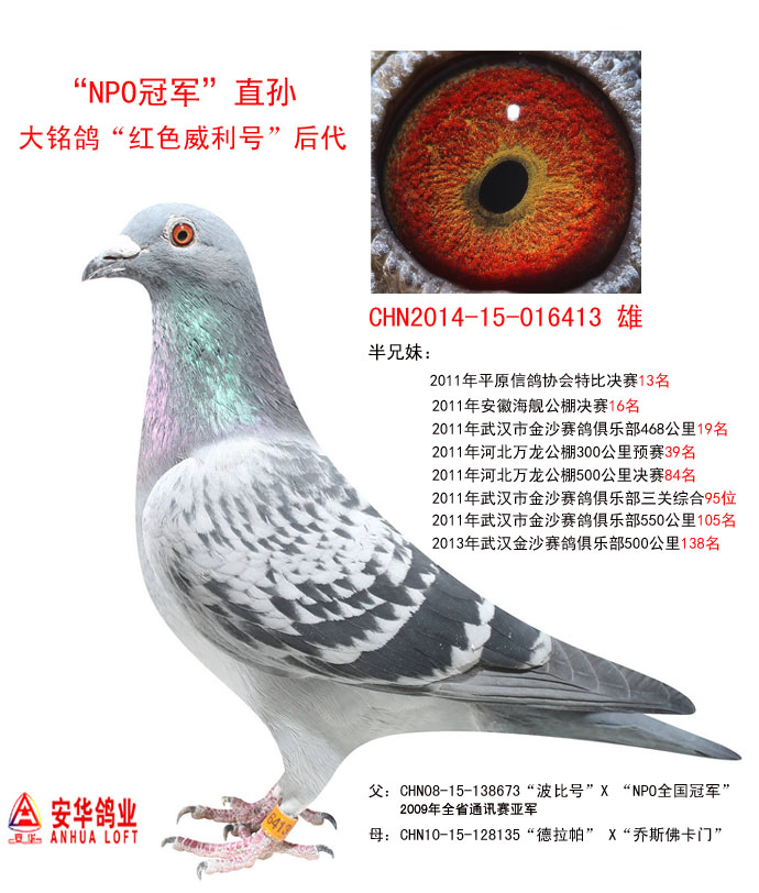 npo冠军直孙大铭鸽红色威利后