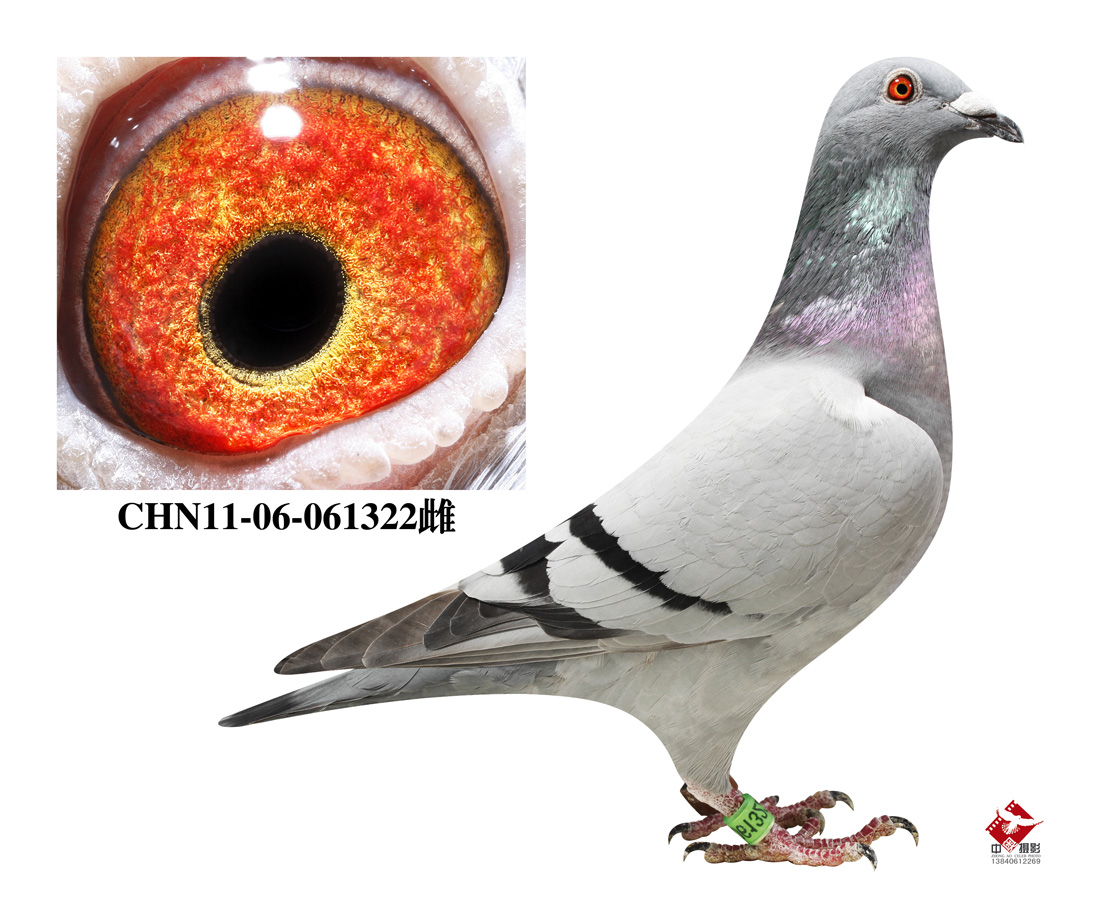 "小迪迪"号近亲_皇家国际_ag188.com爱鸽商城_中国信鸽信息网