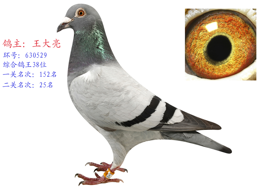 鸽王38名-王大亮鸽舍-中信网爱鸽商城