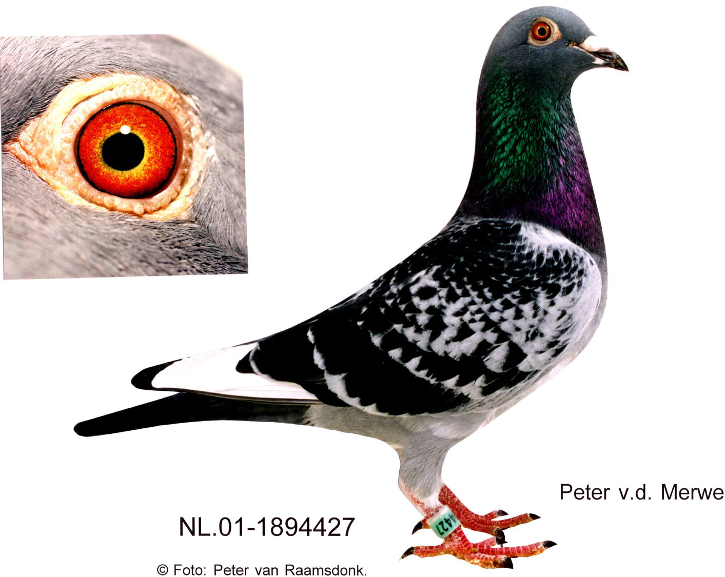 米卫王子_启军启来兄弟鸽舍_ag188.com爱鸽商城_中国信鸽信息网