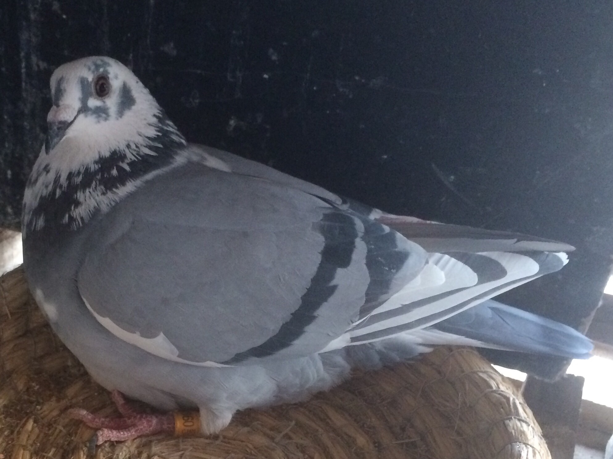 神奇860_河北怀来·钻石轩_ ag188.com爱鸽商城_中国信鸽信息网