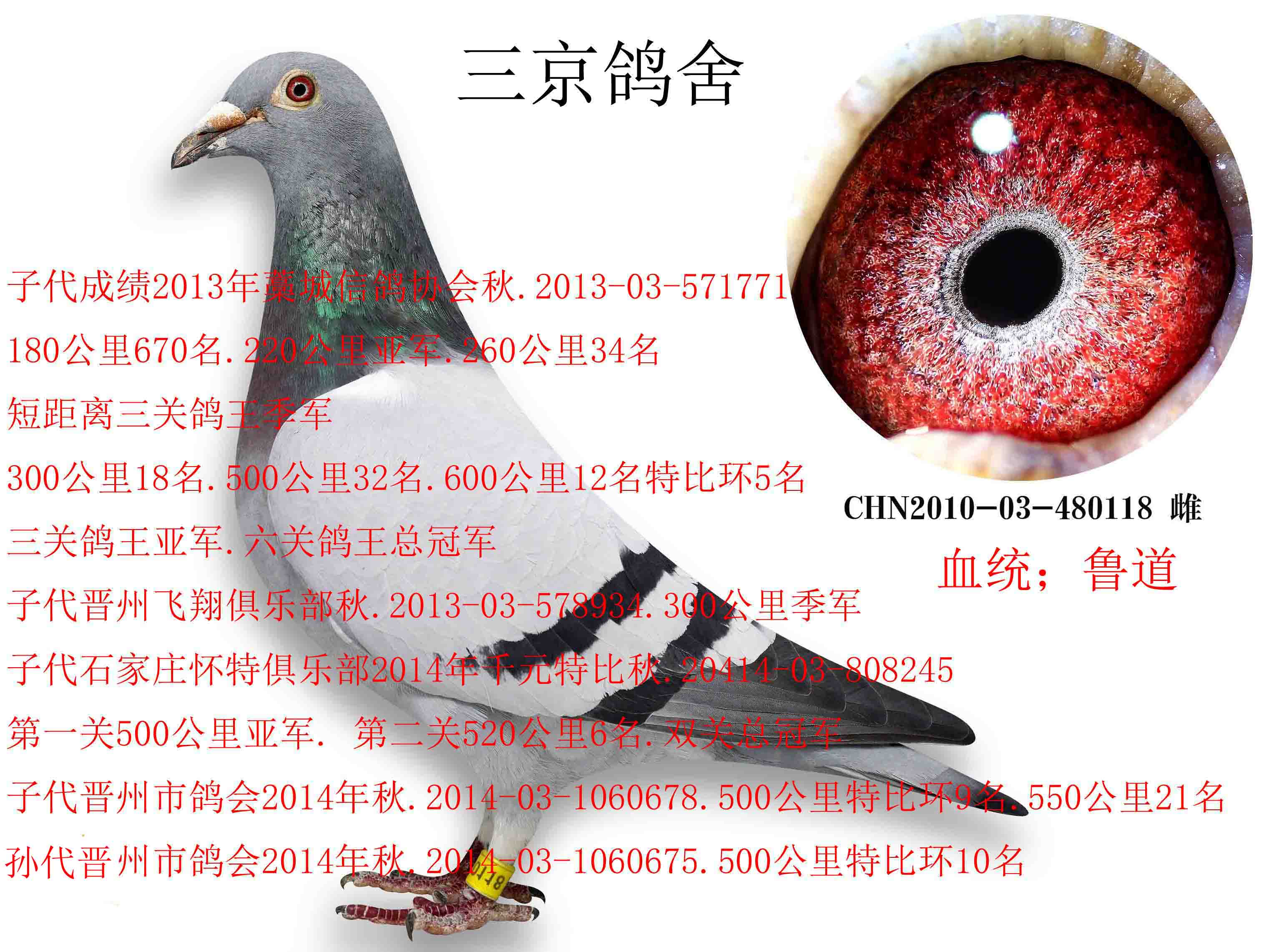 冠军之母_三京鸽舍-中信网爱鸽商城