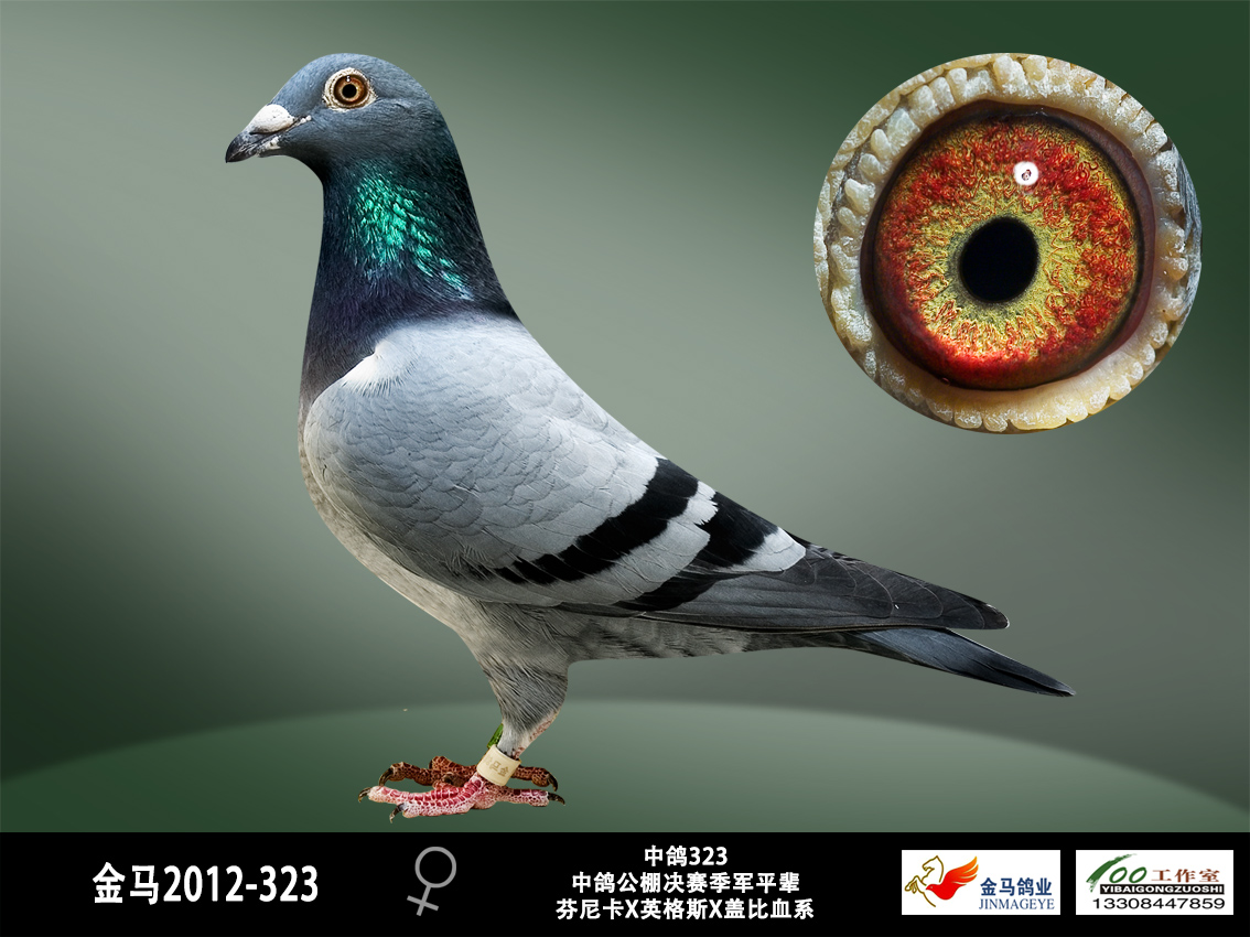 中鸽323★
