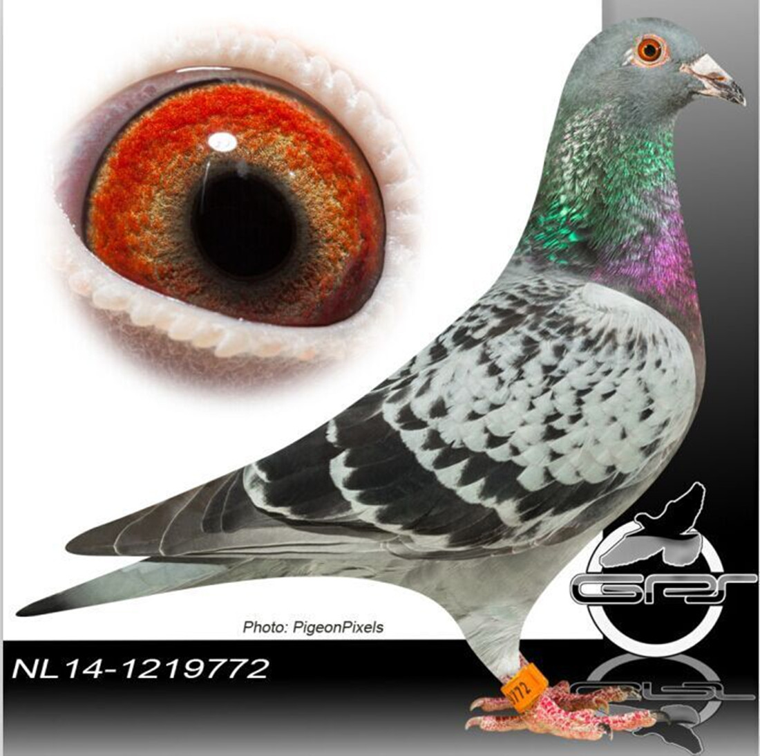 哈利(盖比)_上流传奇鸽业-中信网爱鸽商城