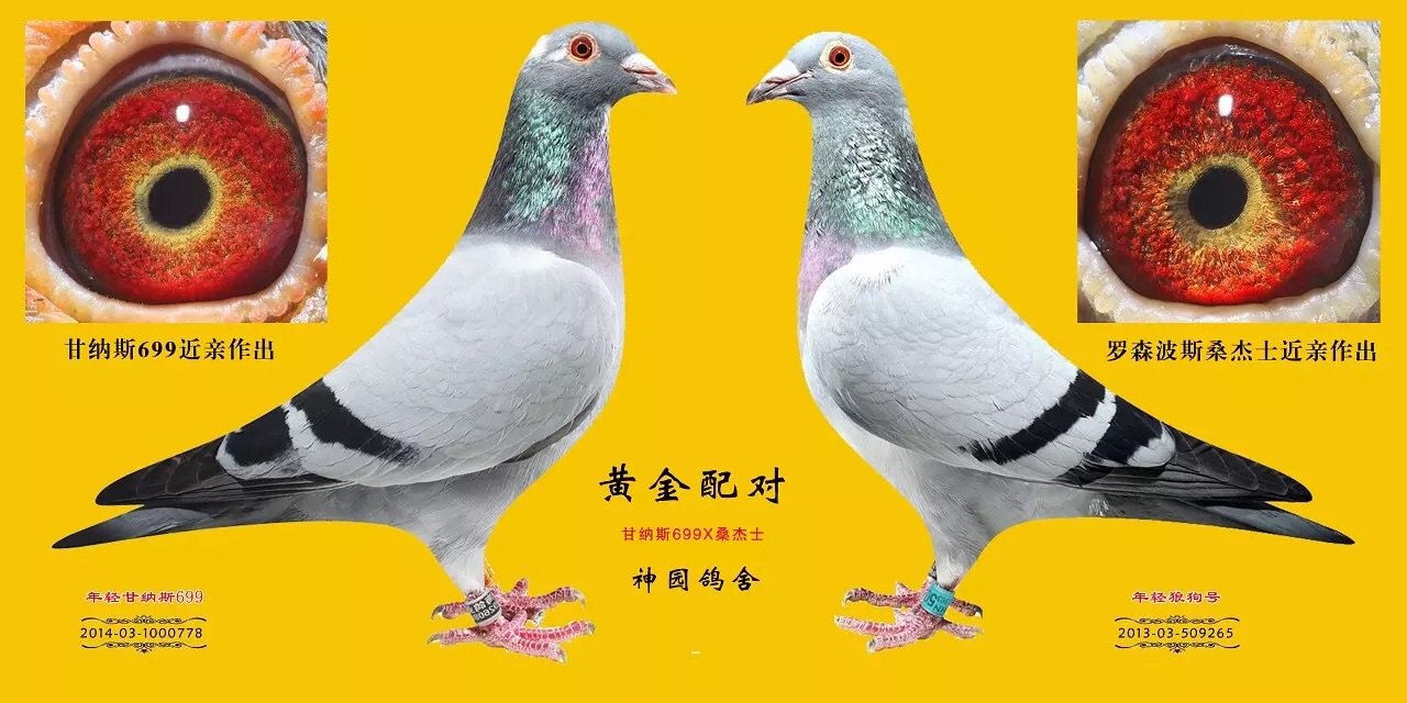 甘纳斯699x桑杰士_贵阳神园鸽舍_ag188.com爱鸽商城_中国信鸽信息网
