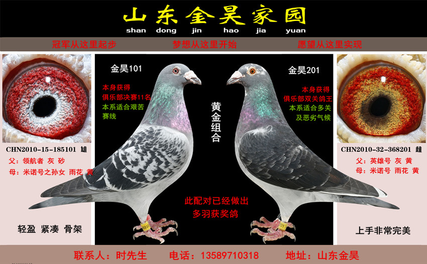 黄金组合_金昊家园_ ag188.com爱鸽商城_中国信鸽信息网